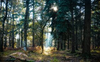 Denny Wood Trees and Sunshine